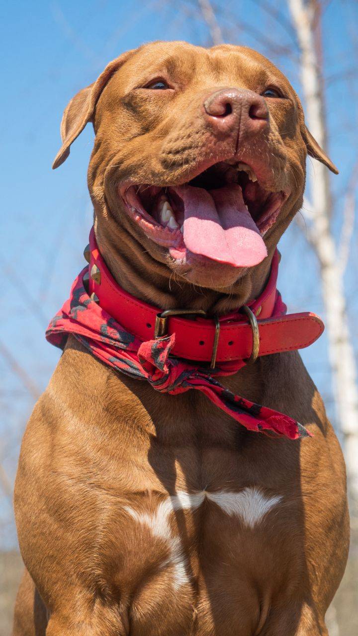 Masterfully Crafted Leather Dog Collars by Indian Leather Manufacturer