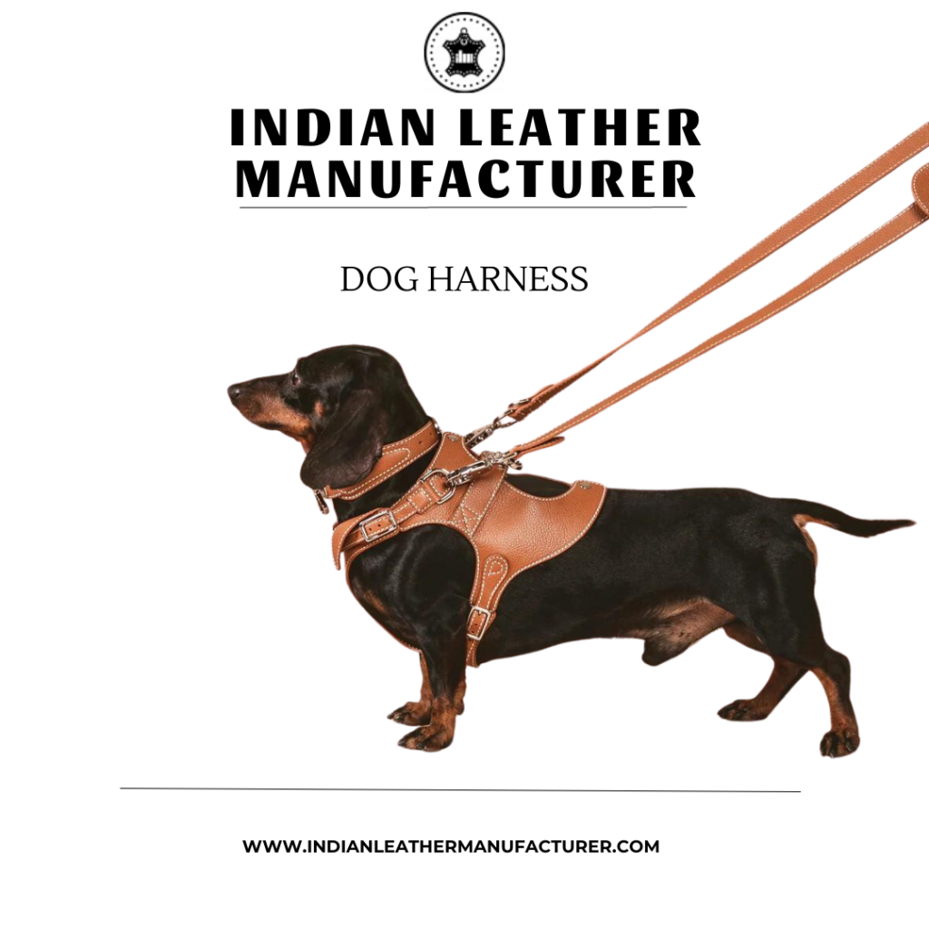 Dog wearing leather harnesh with leash